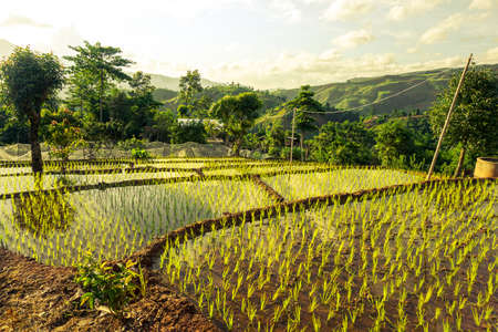 Rice paddyの写真素材