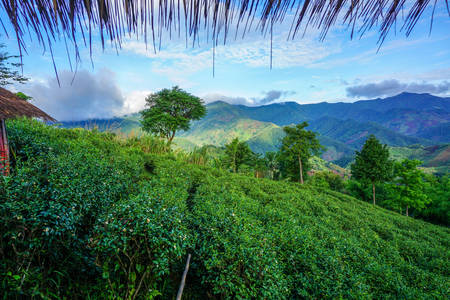 Tea plantationの写真素材