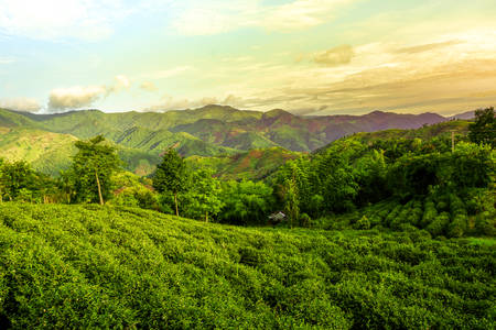 Tea plantationの写真素材