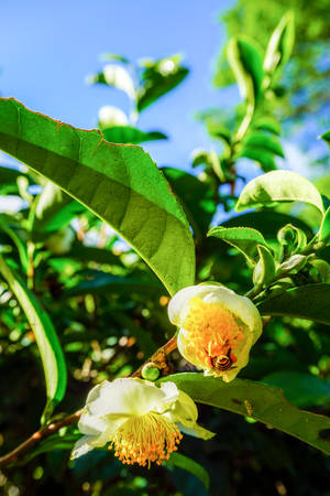 Tea plantationの写真素材