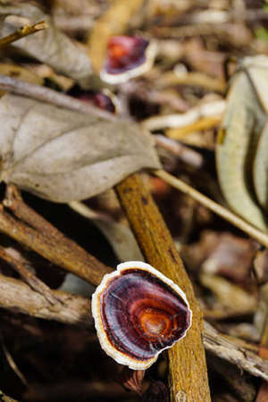 Close up image - mushrooms