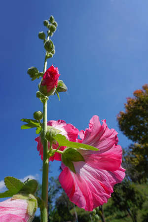 Red hibiscus blooming