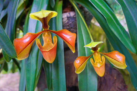 Orchid slipperの写真素材