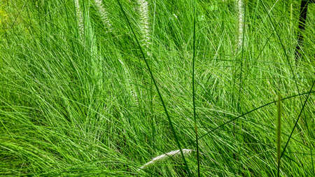 Green tall grass