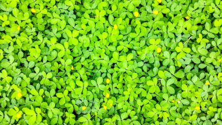 Green foliage leafの写真素材