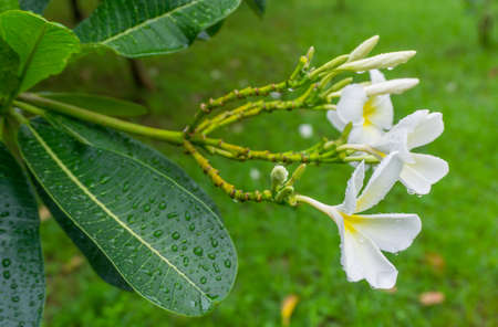 Plumeriaの写真素材