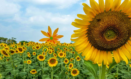 sunflowerの写真素材