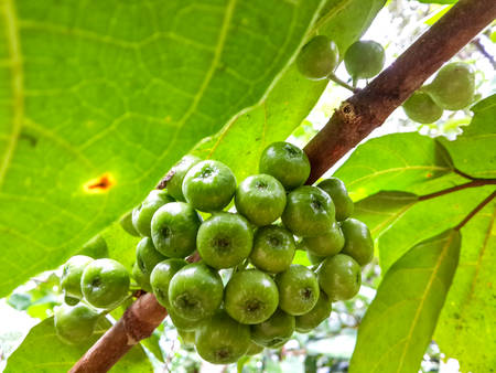 A bunch of unripe fruit on the branch