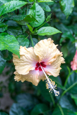 Hibiscusの写真素材