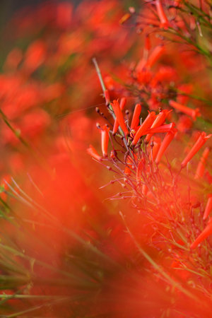 Red flowers of Phyllocarpus septentrionalis Donn. Smith (Monkey Flower Tree, Fire of Pakistan) on tree. Blurred and defocused, Soft focus, among green leaves and soft blurred style for background.の写真素材