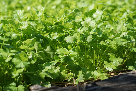 The coriander in the soil plot has the morning light shining. Health benefits of coriander, among...