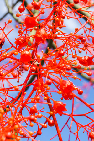 Brachychiton acerifolius, Australian Flame tree, flowering in summer on a bare leafless tree is a...