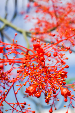 Brachychiton acerifolius, Australian Flame tree, flowering in summer on a bare leafless tree is a...
