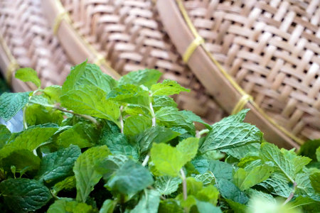 Peppermint is useful in cooking as an herb. General sale in Thailand market.
