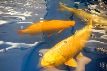 Fancy Carp or Koi Fish are red,orange. Colorful fancy carp fish, Top view. Zoom in. Close up. Water is reflection of light.の写真素材