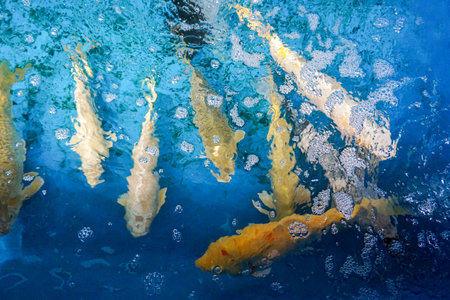 Fancy Carp or Koi Fish are red,orange. Colorful fancy carp fish, Top view. Zoom in. Close up. Water is reflection of light.の写真素材