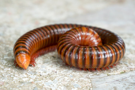 Diplopoda Millipede Phylum Arthropoda.