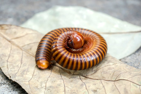Diplopoda Millipede Phylum Arthropoda. - imageの写真素材