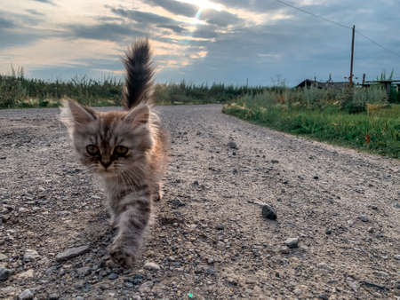 Little kitten walks along the road in the villageの写真素材