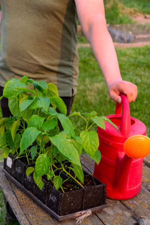 The gardener holds in his hand a red watering can for watering the grown pepper seedlings.の写真素材
