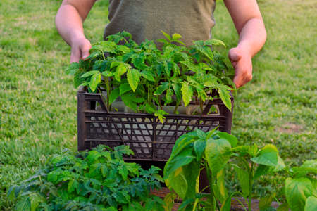 Gardening concept, farmer holds grown tomato and pepper seedlings in big boxes, sunny day, natural background.の写真素材