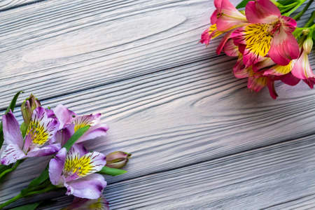 Flat lay concept for holiday greeting card with place for your text. Pink and purple alstroemeria flowers on a white wooden background.の写真素材