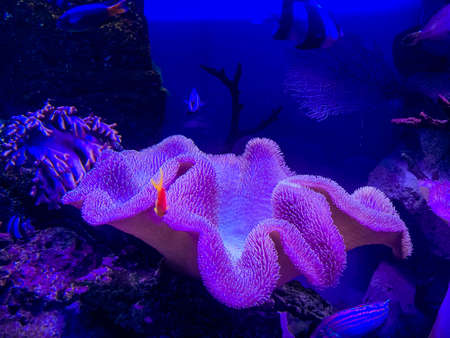 Underwater world close-up on a coral reef, dark time of day, horizontal photo, background.