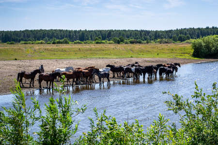 Natural summer landscape, herd of horses in a pasture near the river, sunny day, woodland.の写真素材