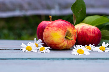 Harvest seasonal garden apples close up on a blue wooden background with chamomile flowers, copy...