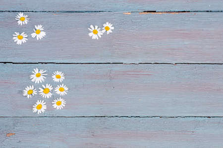 Flat lay top view of wild chamomile flowers on blue wooden background in rustic style, copy space, place for text.の写真素材