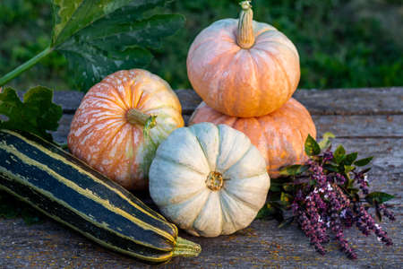 Harvested seasonal autumn harvest of vegetables on a wooden table in the garden, rustic style. Fresh pumpkins and squash, zucchini and basil, horizontal photo.の写真素材