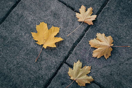 Natural textured background yellow maple trees fell and lie on the sidewalk tiles in the park.の写真素材