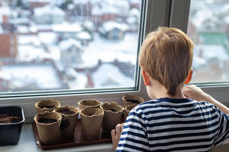 Home gardening concept, close-up. Child red-haired boy watering seedlings in peat eco-pots standing...