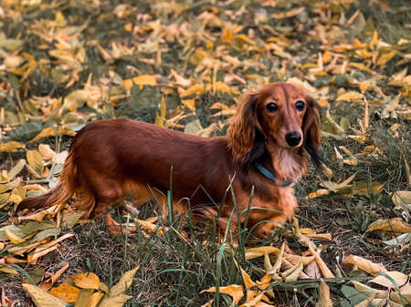 Dachshund puppy walks in the park in the autumn period, a beautiful pet in nature, close-up.の写真素材