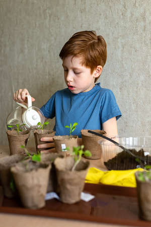 Adorable european child ginger boy watering a potted plant, home gardening, concept of learning to grow plants for preschoolers and teaching children about trees in nature.の写真素材