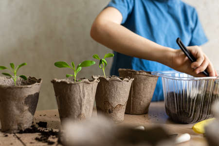 Home gardening, child's hands preparing the ground for transplanting seedlings in eco pots, the concept of learning to grow plants for preschoolers Horizontal photo.の写真素材