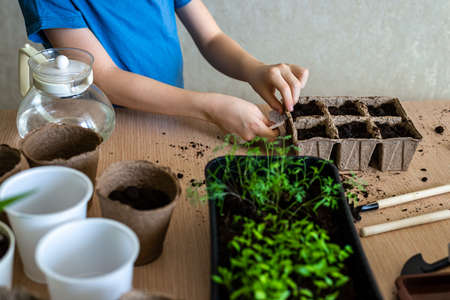 child's hands preparing the ground for transplanting seedlings in eco pots. Home gardening, the concept of learning to grow plants for preschoolers Horizontal photo.の写真素材