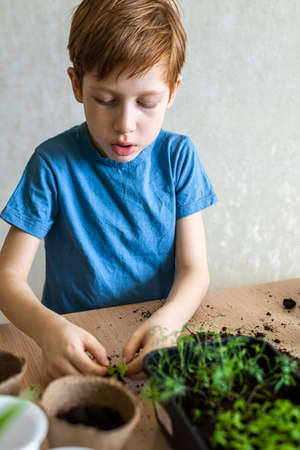 European child red-haired boy prepares the ground for transplanting potted plant, home gardening, concept of learning to grow plants for preschoolers Vertical photo.の写真素材