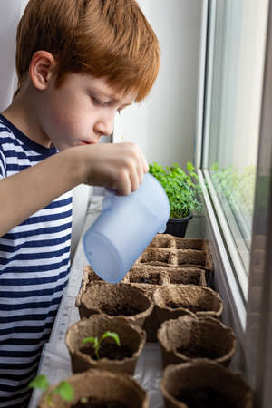 Child redhead boy watering plants in eco peat pots on the windowsill, side view. The concept of home gardening, growing seedlings in the spring season.の写真素材