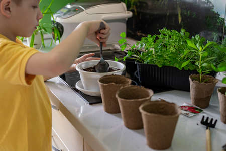 home gardening. Watering and transplanting plants in eco-pots. Gardener child hobby caring for flowers, in the kitchen.の写真素材