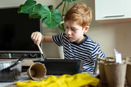 Home gardening, a red-haired boy child in a striped t-shirt is planting seasonal seedlings in eco pots. Hobbies and daily activities.の写真素材