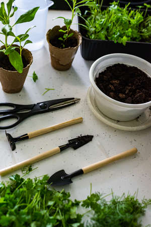 Home gardening and hobby. Flowers and parsley with dill in a pot on a table surrounded by gardening tools and accessories. Light background, kitchen table, top view.の写真素材