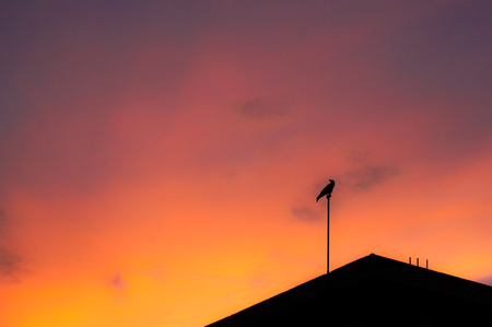 Silhouette of a bird perched and watching the sunsetの写真素材