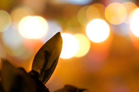 leaf set against the boekh of colored lights の写真素材