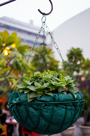 Potted plant in a basket suspended using a chain from a hook  Used to provide an indoor decorationの写真素材