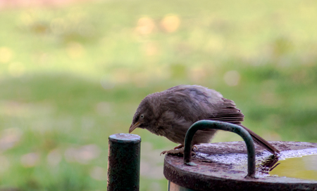 Bird sitting near water to cool off in the hot summer  The fat bird is isolated from the backgroundの写真素材
