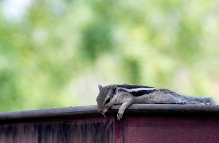 Squirrel lying lazily on a stone wallの写真素材