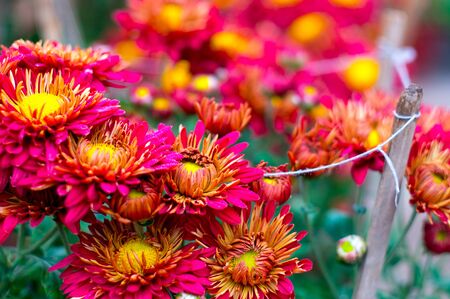 Beautiful red and yellow flowers blooming in spring. Shot with a shallow depth of fieldの写真素材