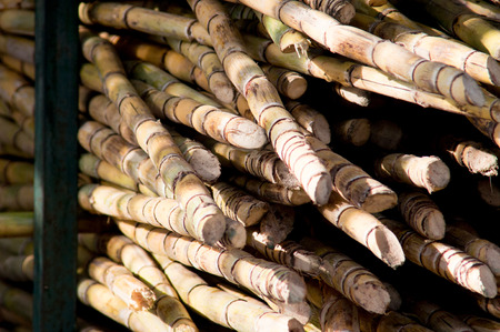 Stack of sugarcane these are directly consumed or juiced at roadside stalls