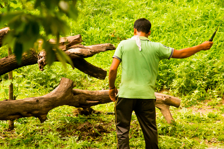 Man with a machete clearing a path in the forest to take back wood. Wood is usually still taken from forests to cook food and construct homes in villages.の写真素材